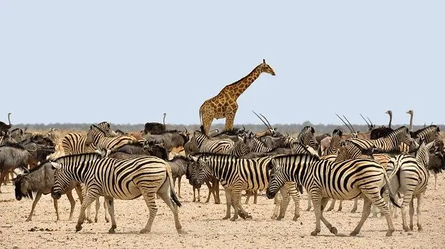 Safari Stock Exchange Market Solution